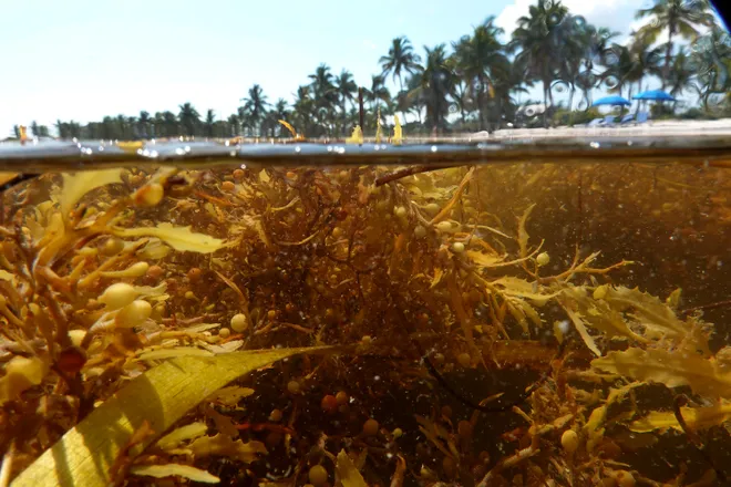 Seaweed could be beneficial during a nuclear winter.