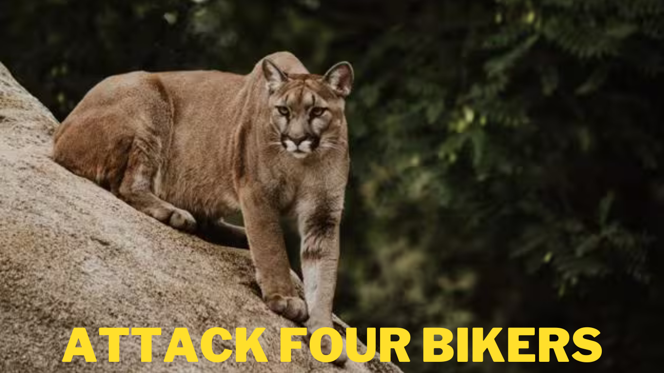 Cougar Attack 4 Mountain on Washington Trail
