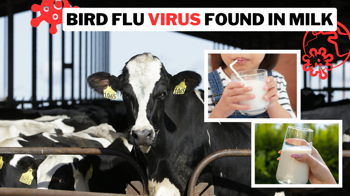 Bird Flu Virus found in Milk FDA Find Traces in Samples
