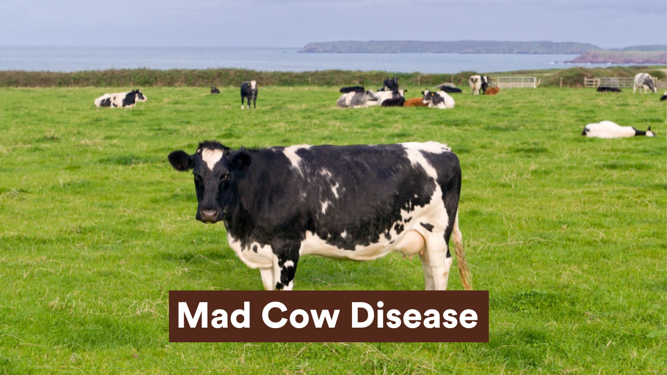 Isolated Case of Mad Cow Disease Detected in Ayrshire